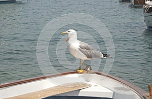 Seagull yawning