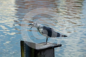 A Seagull is yelling unhappily by the lake