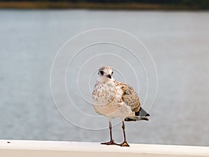 Seagull