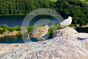 A seagull and a young seagull on a rock