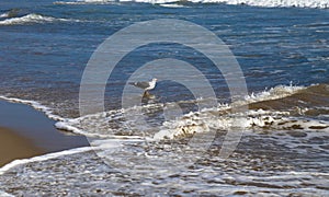 Seagull at Zuma Beach photo