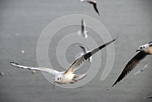 Seagulls