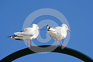 Seagulls