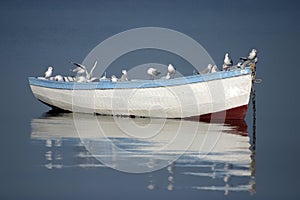 Gaviotas 