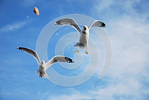 Seagulls