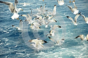 Seagulls photo
