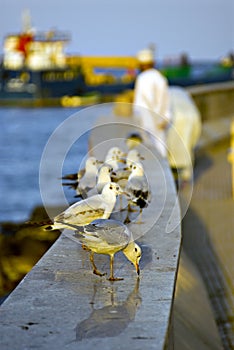 Seagulls