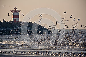 Seagulls 3