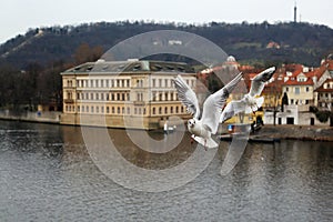 Seagulls