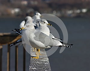 Seagulls