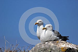 Seagulls