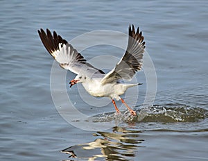 Seagulls