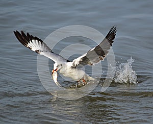 Seagulls