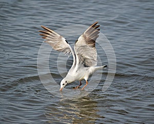 Seagulls