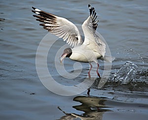 Seagulls