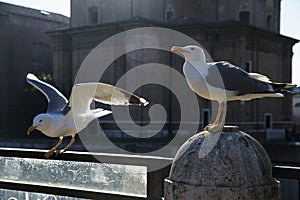 Seagulls