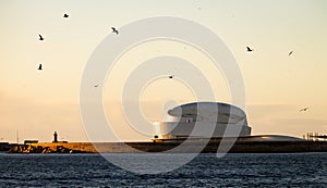 Seagulls Above Cruise Terminal photo