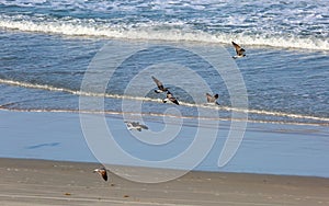 Seagulls Above the Waves in Daytona Beach