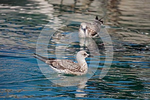 Seagulls in Adriatic sea