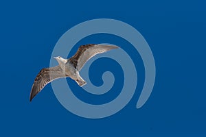 Seagulls against the blue sky