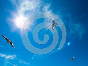 Seagulls against the bright sky and the sun. Heavenly background