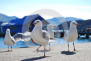 Seagulls at Akaroa,new zealand