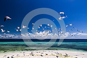 Seagulls photo