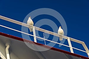 Seagulls as a deck passangers on a ferry to Thassos island