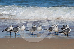 Seagulls on an Atlantic Ocean Beach