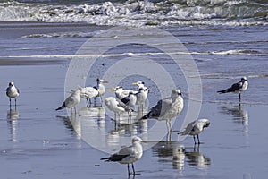 Seagulls on the Atlantic Ocean Beach at Chincoteague National Wildlife Refuge