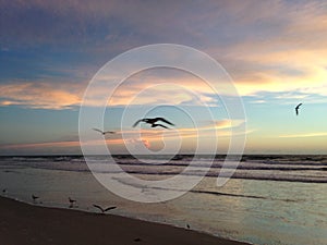 Seagulls on Atlantic Ocean Beach during Dawn.