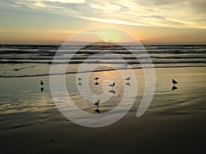 Seagulls on Atlantic Ocean Beach during Dawn.