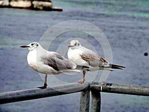 Seagulls at Bain des Paquis, Geneva. photo