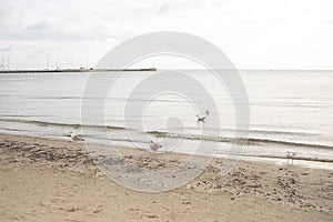 Seagulls on Baltic Sea coast near Molo pier in Sopot, Poland