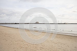 Seagulls on Baltic Sea coast near Molo pier in Sopot, Poland