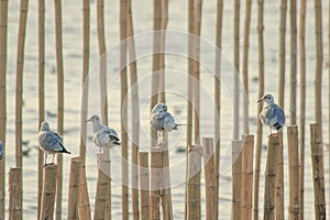 Seagulls on bamboo in the sea