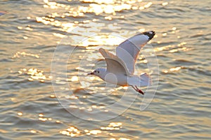 Seagulls at Bang Pu The new home for the warm fertile. Popular tourist destinations in Thailand.