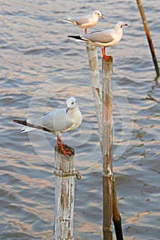 Seagulls at Bang Pu The new home for the warm fertile. Popular tourist destinations in Thailand.