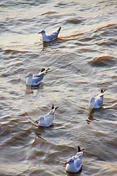 Seagulls at Bang Pu The new home for the warm fertile. Popular tourist destinations in Thailand.