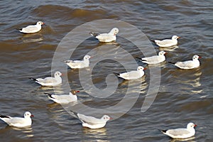 Seagulls at Bang Pu The new home for the warm fertile. Popular tourist destinations in Thailand.