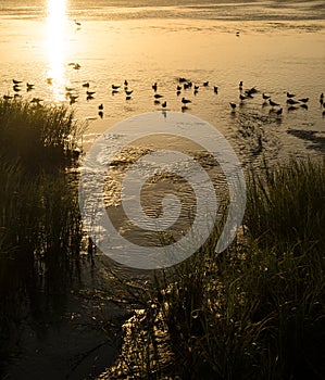 Seagulls bathing in the Laguna Madre sunset