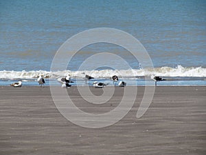 Seagulls on the beach