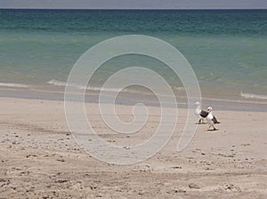 Seagulls on beach