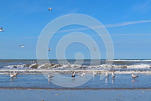 Seagulls at the beach