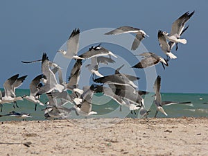 Seagulls On The Beach