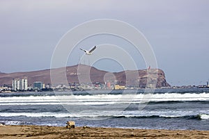 seagulls on the beach Arica Chile