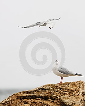 Seagulls on the beach of the Black Sea