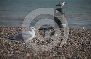 Seagulls on a beach - Brighton, England; sunny day in summer.