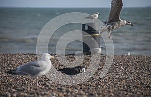 Seagulls on a beach - Brighton; sunny day in summer.