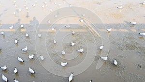 Seagulls on the beach in countryside.